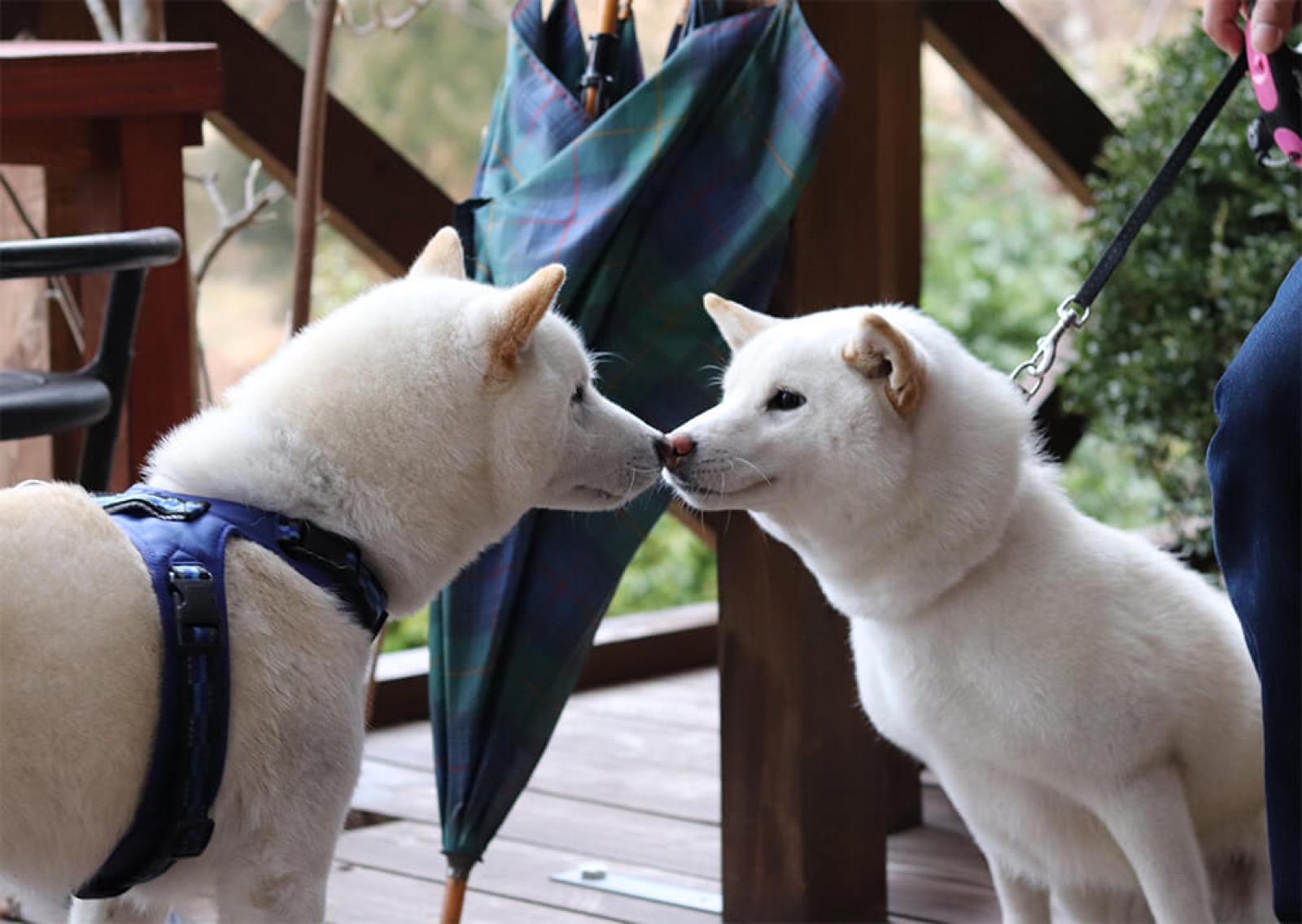 【田辺市】愛犬とカフェタイムを楽しもう！「paradisecafe温川」はワンちゃん大歓迎！